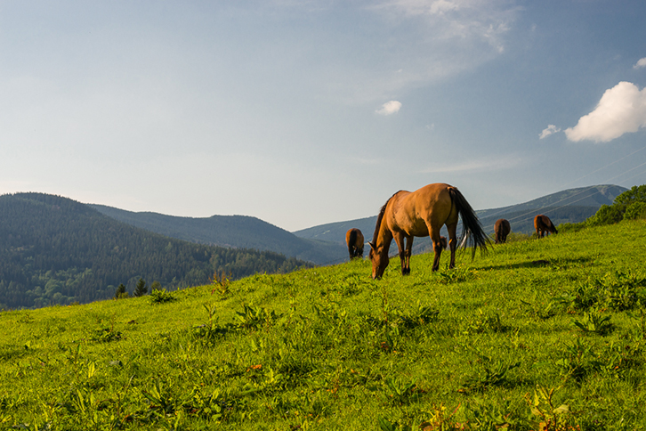 Taichi v Krkonoších